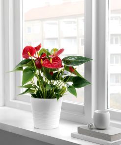 Plante Anthurium
