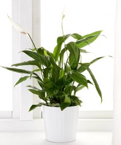 Plante Spathiphilium