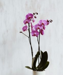 Orchidée Fushia