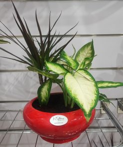 Composition de 2 plantes d'intérieur