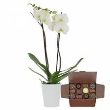 Orchidée Blanche & son Chocolat