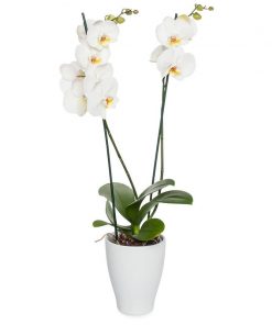 Orchidée Blanche